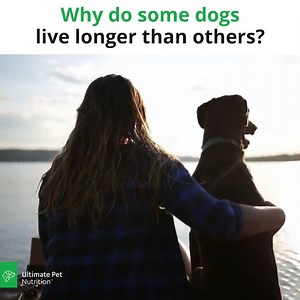 6K reactions · 3.6K shares | Want to naturally improve a dog's...