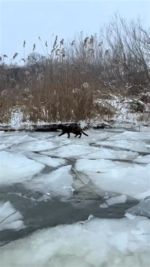Romania on Instagram: "Meet and greet? On winter mornings in the Danube Delta, that phrase takes on a different temperature entirely. The canals are skinned with ice, cracked like a dropped mirror, and the fishermen come home slow and stiff, boats coughing gas breath into the cold. She appears then, one cat, not a committee. Black as damp peat, freckled with brown like old rust, a negligent splash of white on her chest as if fate lost focus for a second. She does not run. She calculates. One ice