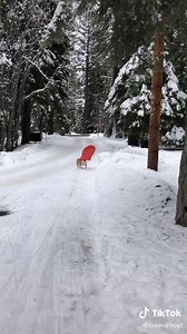 31K views · 818 reactions | This Bulldog loves to go sledding! credits: https://www.tiktok.com/@connorhoyt | I Love My Bulldog | Facebook