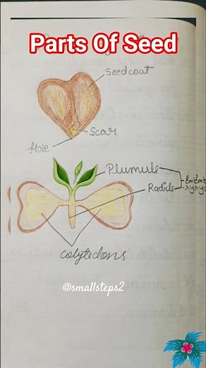 Parts of seed | Structure of Seed | Seed Germination | Baby Plant | Science #germination #plants