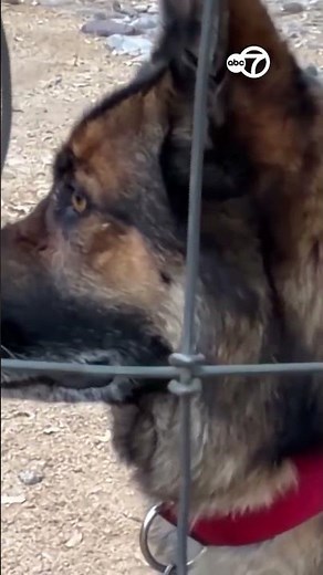 German Shepherd saves owner from rabid bobcat attack