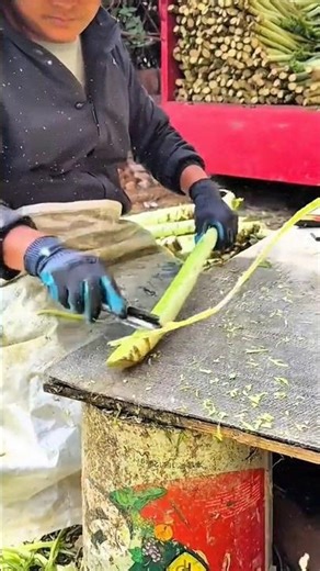 harvesting several red strawberry fruits manually using a clean blue glove in a professional area