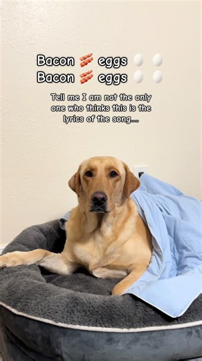 Now I want some bacon and eggs 😅 #dogsoftiktok #charliebrown23 #doglife #doglover