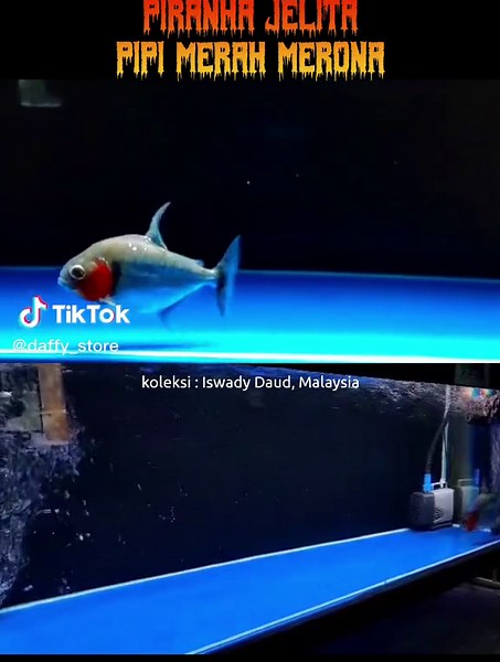 daffystore (@daffy_store)’s videos with Metal Speed Race - Morgan Sansous & Sham Makdessi