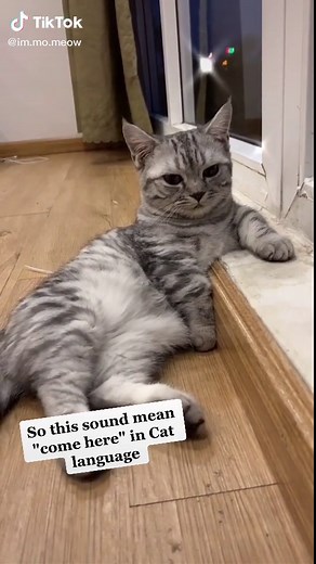 How to Say 'Come Here' in Cat Language