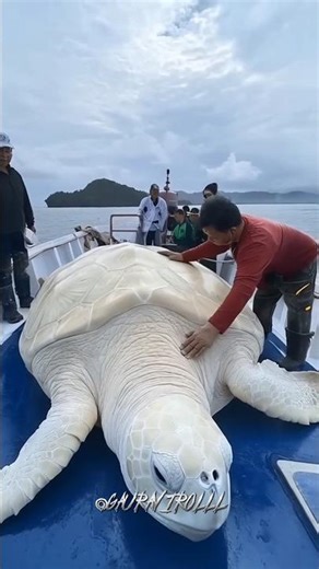 tortoise transformation 🗿☠️