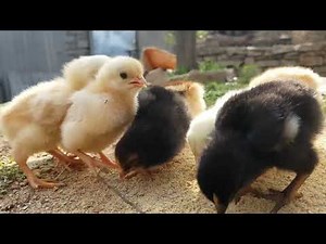 baby chicks chirping sound