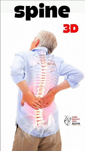 spine | medical 3d animation | #3d #short learn Biology with Aliya