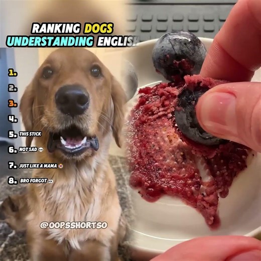 Ranking Dogs Understanding English