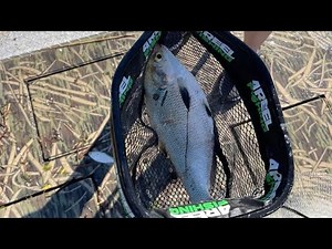 How To Freeze Bait For Catfish!