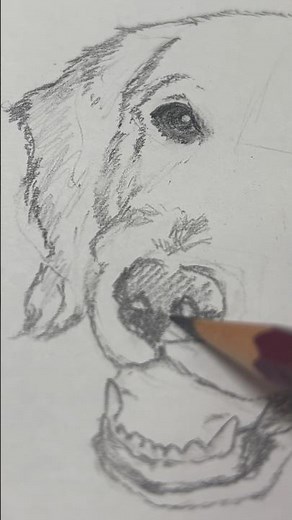 Golden Retriever ゴールデン 30回犬を描いたら神絵師になれるか検証 第21回 #pencildrawing #イラストメイキング #犬の描き方