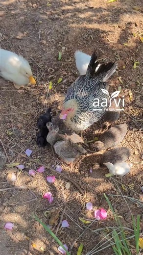 Size difference between 30-35 days native chicken chicks, guniea fowl chicks and ducklings | Aarvi Farm