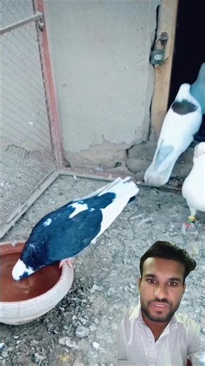 ground roller kabutar pigeon video#pigeon #youtubeshorts #viralshorts #shorts