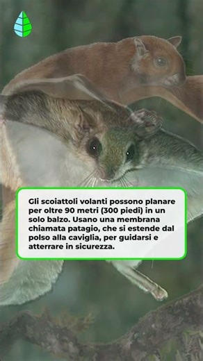 Quanto può andare lontano uno SCOIATTOLO VOLANTE? 🐿️🪽
