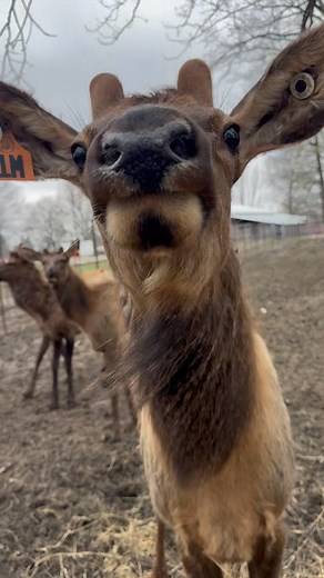 alien or elk ? 👽🦌 #highlandcow #americanbison #buffalo #bison #elk #cow #watusicattle #pig #yak#kunekunepig #donkey #farmtok #farmlife #fyp #trending | S & S Acres LLC