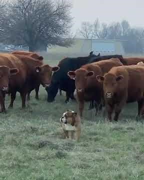 Bulldog Plays With Herd of Cows in Field - 1123666