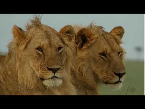 Soothing Jungle Animals Video for Kids: Relaxing Ambient Jazz | Tigers, Lions & More