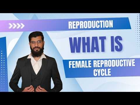 Female Reproductive Cycle