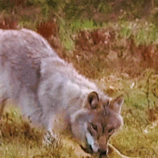 Wolf Moodboard: Scenic Aesthetic Inspiration