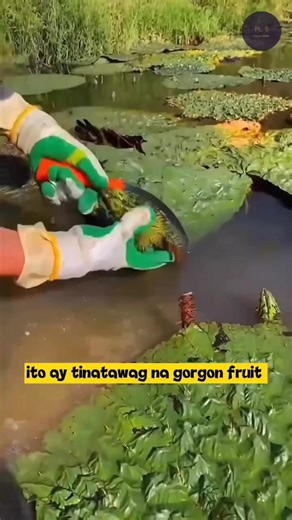 ito ay tinatawag na gorgon fruit #Amazing #facts #waterlily | Patleen Official 2.0