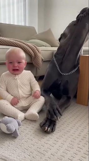 Baby Cries… Cane Corso Dog Howls Back! 🐶👶 Cutest Reaction Ever ❤️