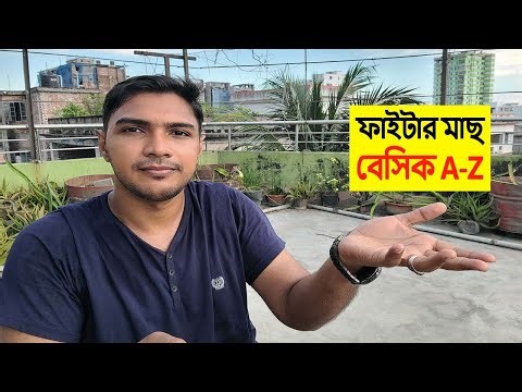 নতুনদের জন্য সহজে বেটা মাছের সব কিছু। Betta Fish Breeding for Beginners