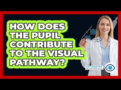 How Does The Pupil Contribute To The Visual Pathway?