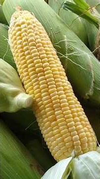 Plants that are easy to care for and fast to harvest