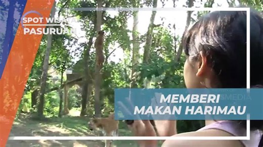 Memberi Makan Harimau di Taman Safari Prigen, Pasuruan
