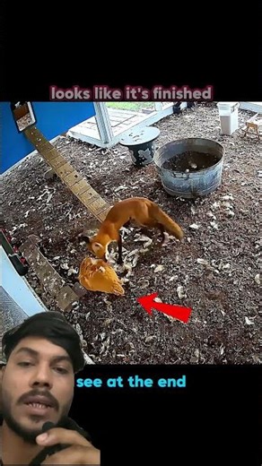 “Fox Breaks Into Chicken Coop 😱🐔 | Non-Stop Chase & Attack | Crazy Wildlife Moment”#shorts