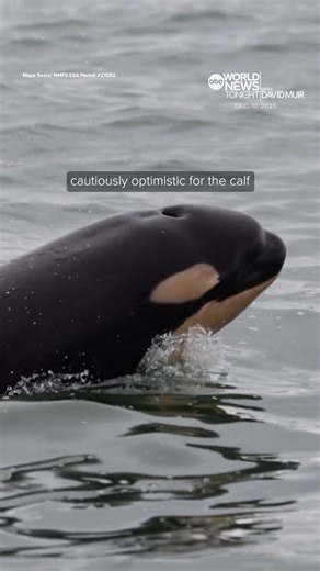 A newborn orca calf, estimated to be about a week old, has been spotted in Washington state’s Puget Sound, bringing hope and cautious optimism to researchers and residents alike. The small calf was seen accompanying K pod, which is "the most endangered pod in this endangered population,” researcher Maya Sears told ABC News. David Muir reports. https://abcnews.go.com/?utm_source=facebook&utm_medium=social&utm_campaign=dhfacebook&utm_content=app.dashsocial.com/abcworldnewstonight/library/media/621
