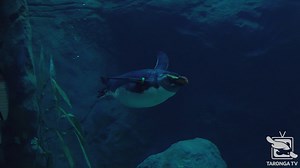 12K views · 330 reactions | Introducing Ed! Taronga's new Fiordland crested penguin who travelled all the way from Melbourne Zoo to contribute to Taronga's breeding program of this very rare and very charismatic species  Tune in to hear from Senior Marine Keeper Jo Walker as to why Ed's arrival is so important! ❤️ #forthewild #tarongatv | Taronga Zoo Sydney | Facebook