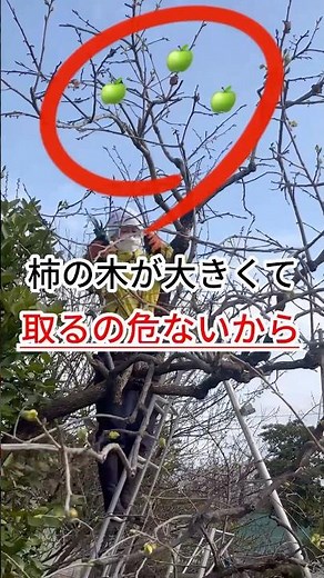 大きな柿のままでは収穫が危ないから庭師が工夫します#剪定 #カキ