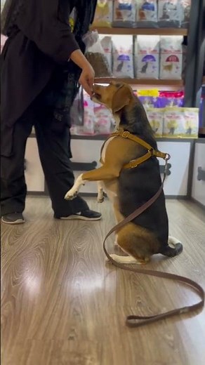 Beagle Shows Off Adorable Tricks! 😍✨#doggielife #dog #dogshorts