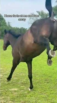 #horse #fouryou #funny