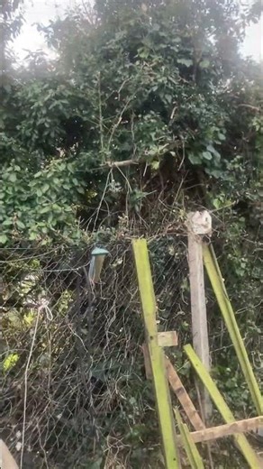 Allotment shed part 3 roof re felted on new solid timber roof