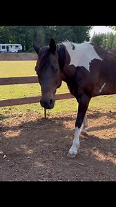 6.3K views · 181 reactions | ADOPTABLE HORSES! Crunch is up for...