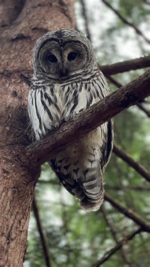 Squirrel Warning Signals: Protecting Against Nearby Dangers