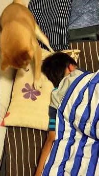 Dogs cannot turn off an alarm clock ⏰🐶🥰#funny #dog #funnydog #cutedog #dogsoftiktok #usa