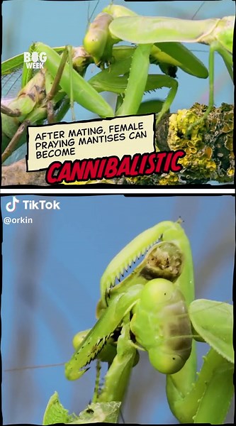 BugWeek Freaky Facts: Watch Praying Mantis in Action!