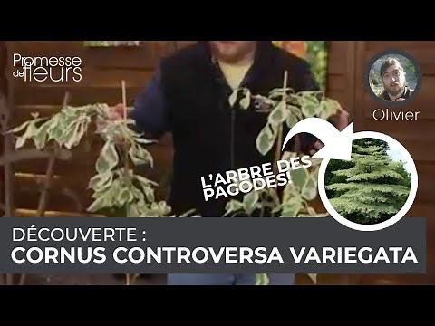 Découverte : Le cornus controversa variegata