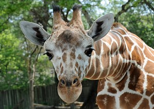 Brookfield Zoo to Celebrate World Giraffe Day, Giraffe Birthday
