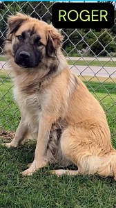 During the holiday season, Mountain Pet Rescue (as well as all shelters and rescues) see an increase in animal intake but the number of adopters and available foster homes tends to decrease as people get busy with their own commitments. Consider fostering for Mountain Pet Rescue this holiday season—it's a small act that can have a HUGE impact. Please visit mountainpetrescue.org to learn more about our amazing dogs! And please share! | Mountain Pet Rescue