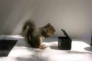 Fox squirrels' tell-tail signs of frustration - Berkeley News