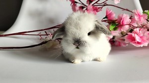 Kawaii Holland Lop Bunnies: Adorable Mini Lops