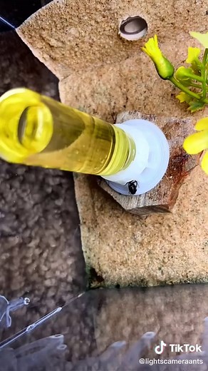 Cleaning and Feeding My Pet Ants: A How-to Guide