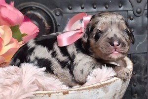 Macey - Springerdoodle Puppy 359F67