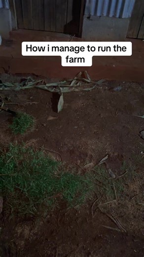 Efficient Farm Management Techniques in Kenya
