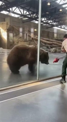 Grizzly Bear SHATTERS Glass and Escapes Zoo Exhibit!