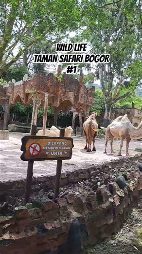 Wild Life #1 "Taman Safari Bogor" #safarilife #wildlife #tamansafariindonesiabogor